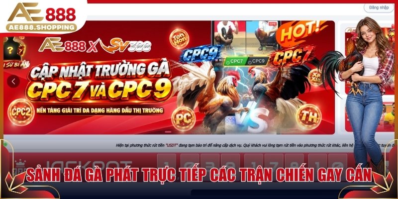 Sảnh đá gà phát trực tiếp các trận chiến gay cấn